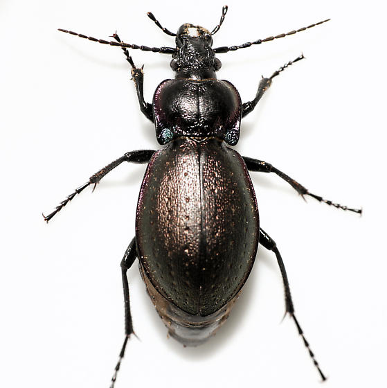 An Introduction to Ground Beetles Beneficial Predators on Your Farm